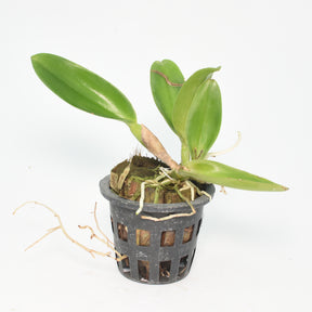 Cattleya Samphran Gold