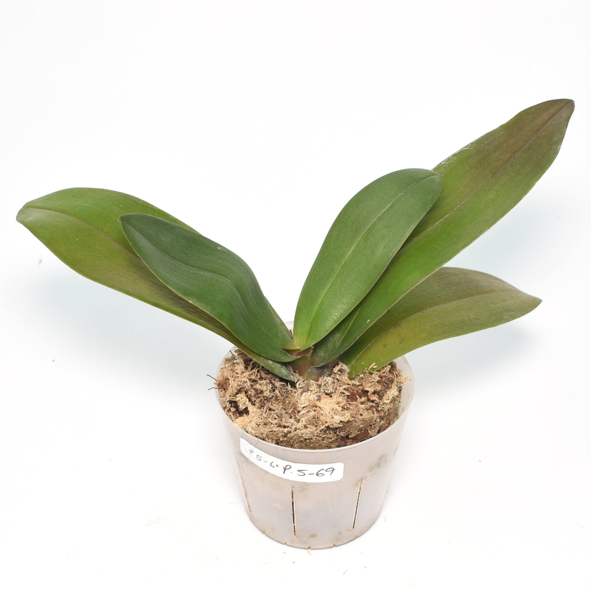 Phalaenopsis Vienna