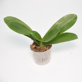 Phalaenopsis Norwish