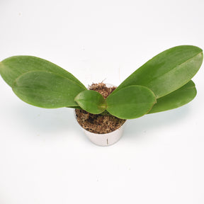 Phalaenopsis Norwish
