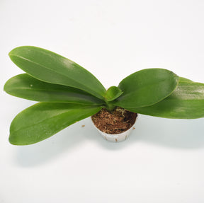 Phalaenopsis Sogo White