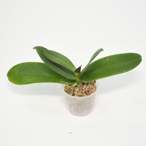 Phalaenopsis Taiwan Gem