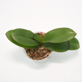 Phalaenopsis Pink Stripe