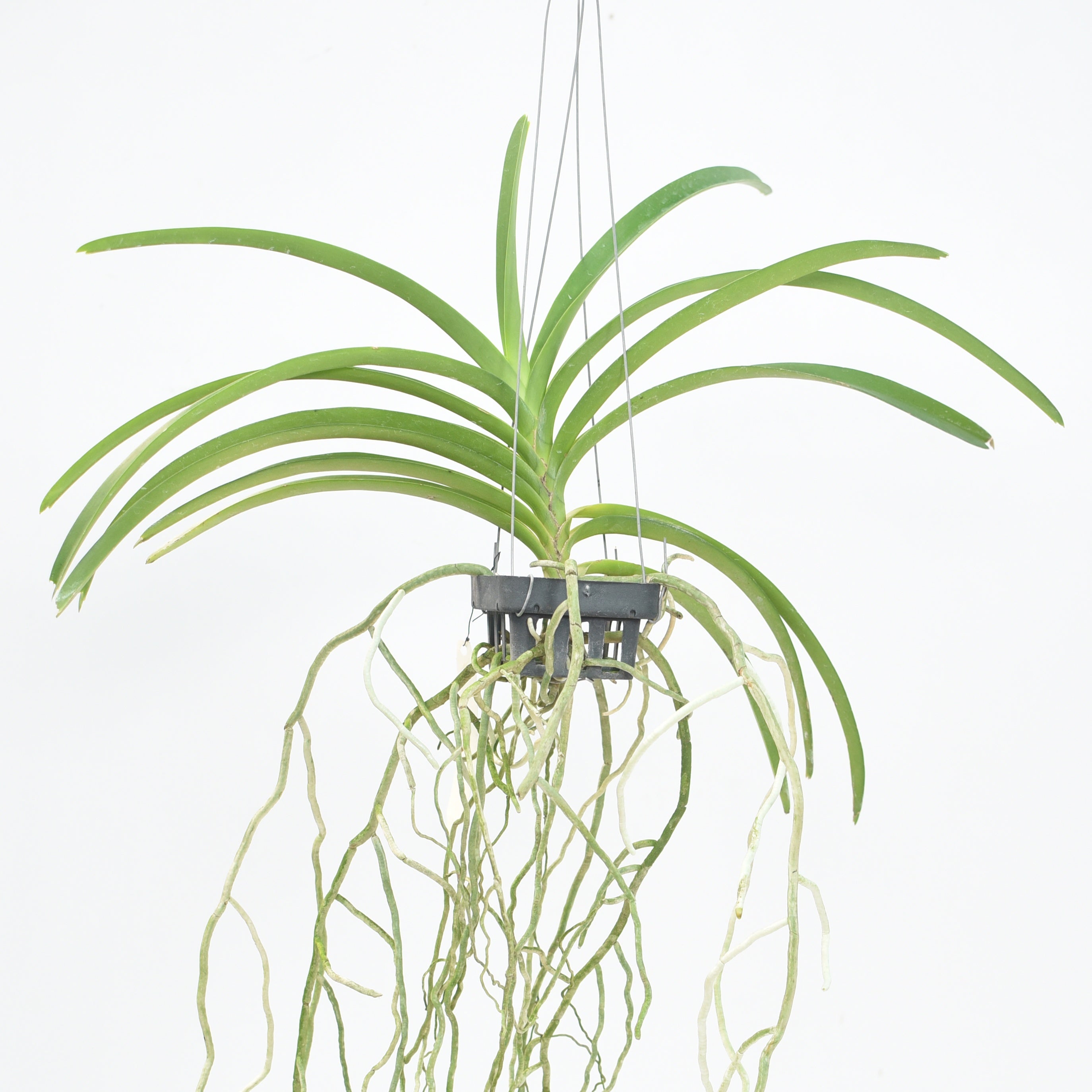 Introducing the captivating Vanda Lamellata x Mem. Tienchai orchid, a stunning addition to any plant enthusiast's collection. With its unique blend of purple and white blooms and intricate patterns, this hybrid orchid variety showcases elegance and beauty. Its robust foliage and graceful growth make it a remarkable choice for indoor gardens. Explore the allure and sophistication of the Vanda Lamellata x Mem. Tienchai orchid today