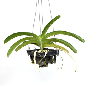Rhynchostylis coelestis Blue