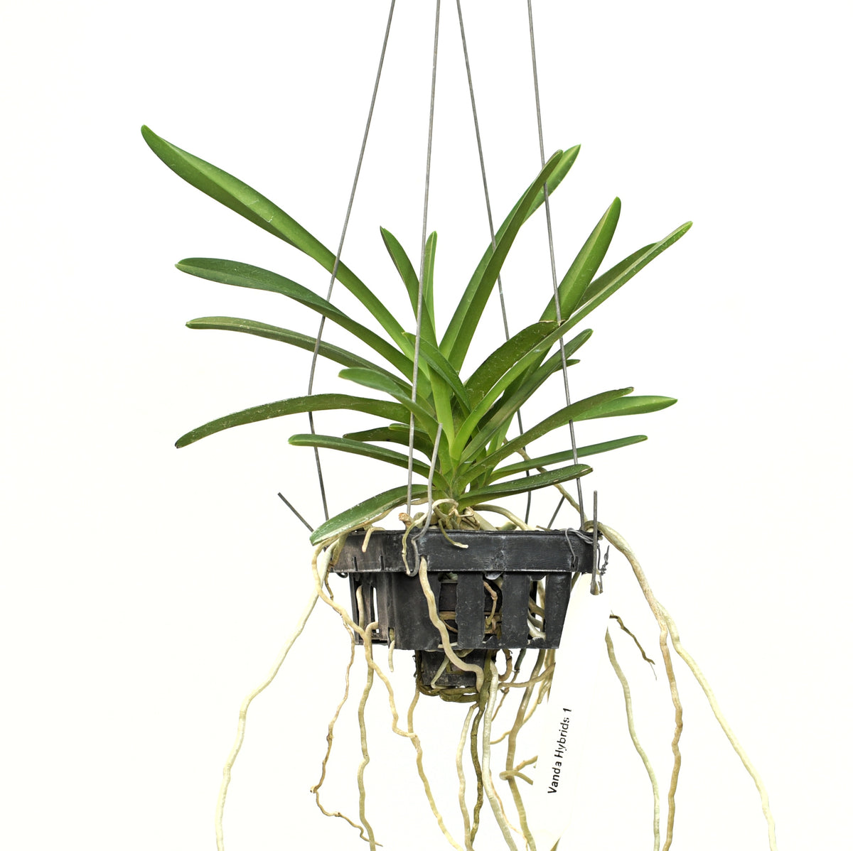 Elegant Neofinetia falcata orchid - Shop now for a touch of sophistication