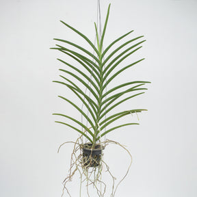 Introducing the exquisite Vanda (Velthuis) JVB X Kultana Gold orchid, a remarkable addition to any plant enthusiast's collection. 