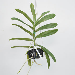 Aranthera Anne Black
