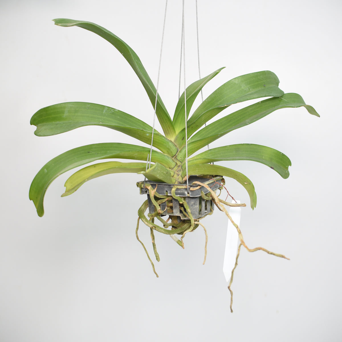 Unique 'Cartoon' orchid plant - Shop now for a captivating and artistic botanical delight