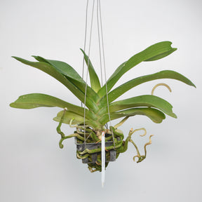 Rhynchostylis Gigantea White orchid plant - Pure and elegant white blooms for your indoor garden