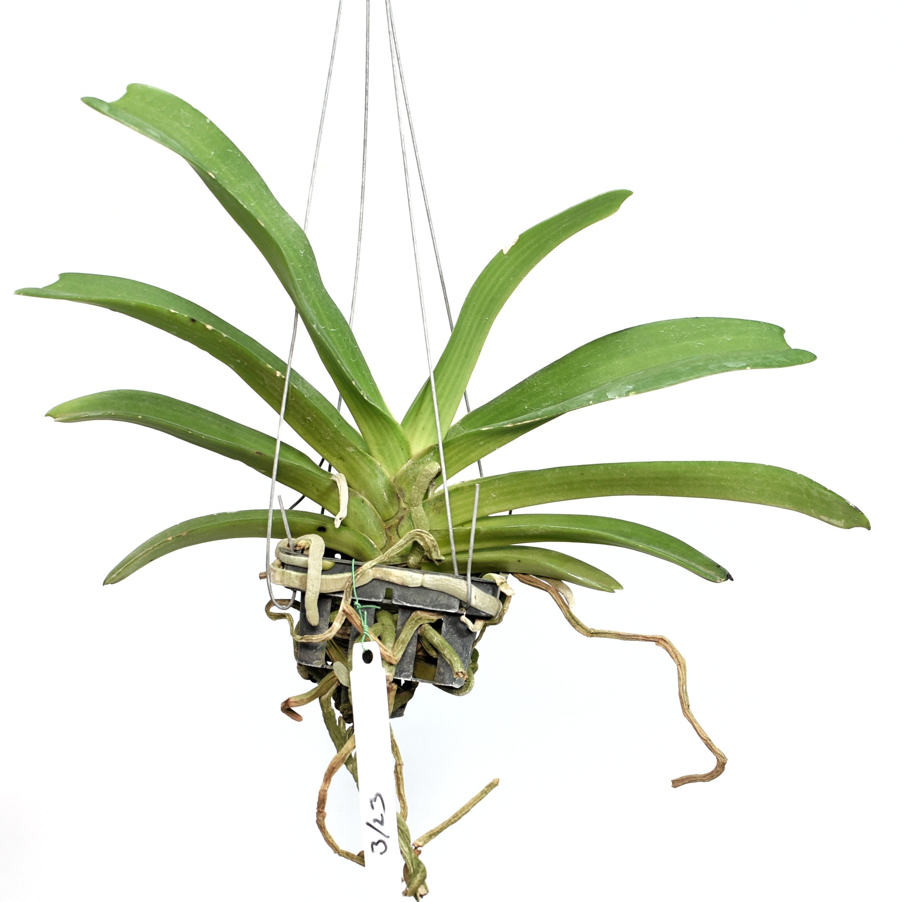 Exquisite Rhynchostylis Gigantea 'Ply' orchid - Add a touch of rarity to your indoor garden