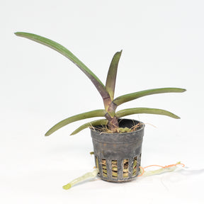 Red orchid plant with graceful petals - Shop now for a striking botanical centerpiece