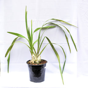 Thriving in moderate to bright indirect light, the Cymbidium Valley Picture 'Ayers Rock' Orchid adapts well to different lighting conditions, making it suitable for both indoor and outdoor cultivation.
