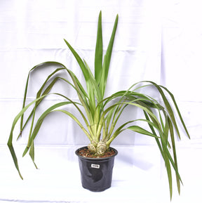  The Cymbidium Valley Klim 'Wow' Orchid produces an abundance of flowers on long, arching stems, creating a visually striking and captivating spectacle.