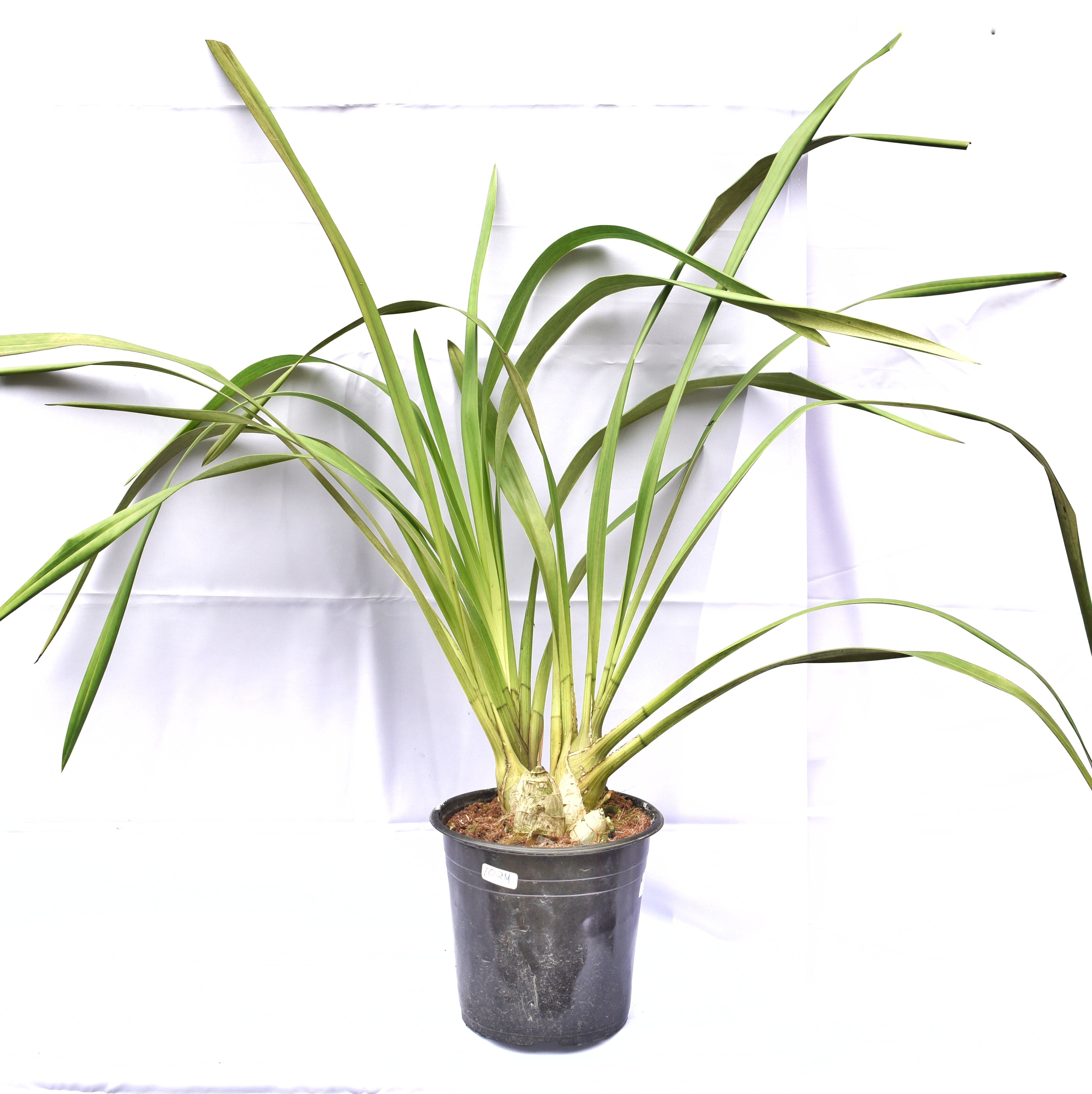 Cymbidium – Page 2