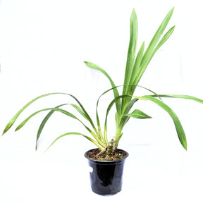 The Cymbidium Ripe Cherry 'Dazzle' Orchid features long, arching stems adorned with an abundance of flowers in rich shades of cherry red, exuding a sense of vibrancy and allure.