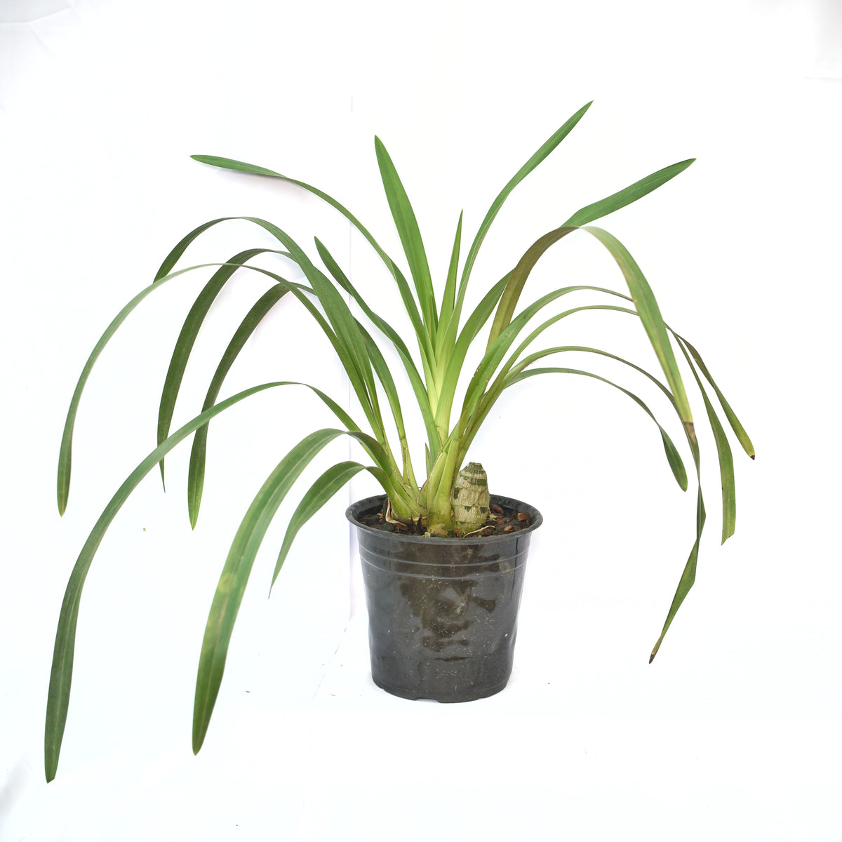 Thriving in moderate to bright indirect light, the Cymbidium Levis Duke 'Butterball' Orchid is adaptable to various lighting conditions, making it suitable for both indoor and outdoor cultivation.
