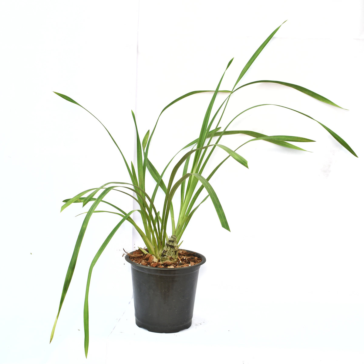 Thriving in moderate to bright indirect light, the Cymbidium Dr Pepper 'Steve' Orchid adapts well to different lighting conditions, making it suitable for both indoor and outdoor cultivation. 