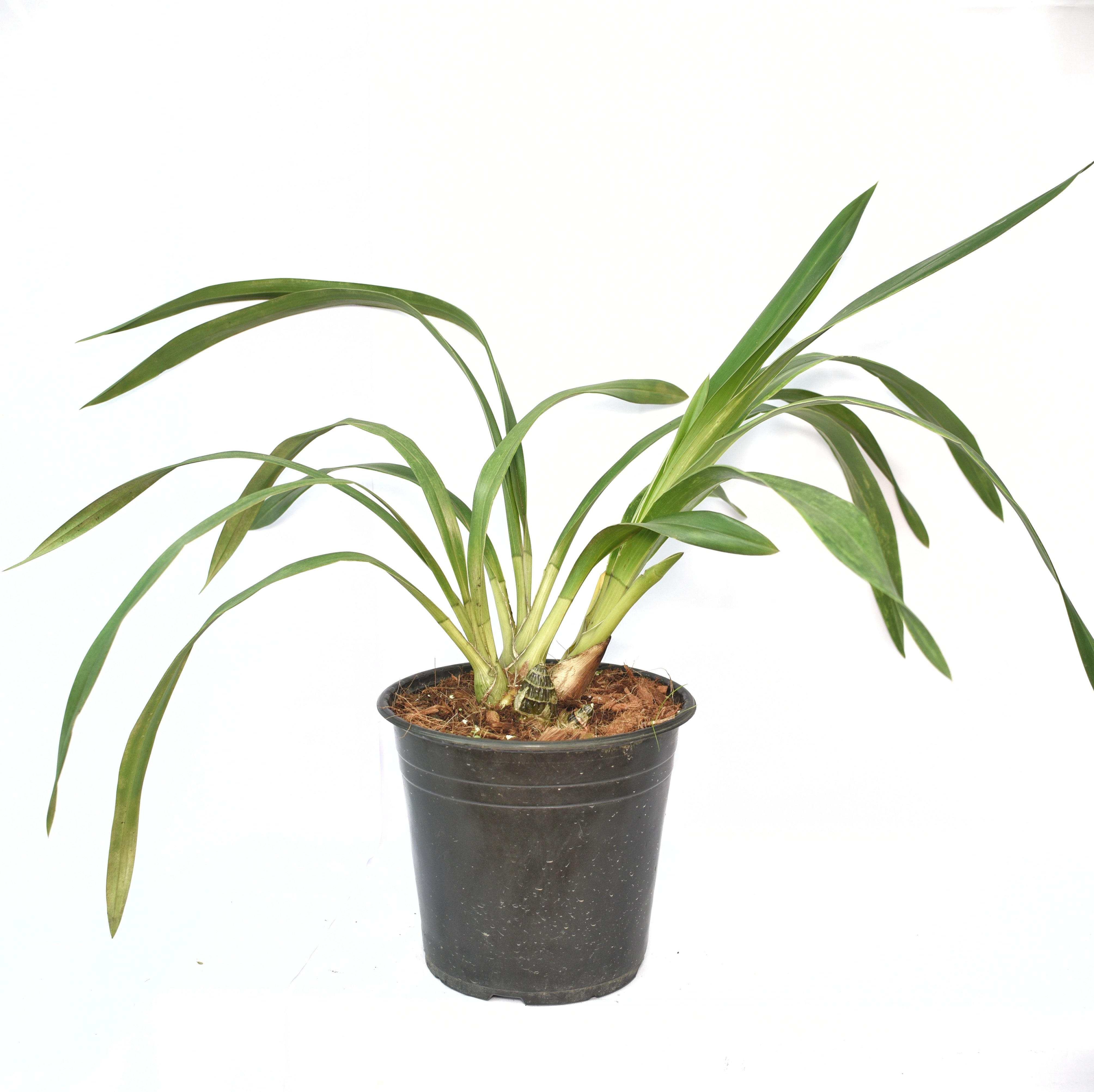 The Cymbidium Pine Clash 'Moon Venus' Orchid features long, arching stems adorned with an abundance of flowers in delicate shades of white and pale yellow, resembling the gentle glow of moonlight.