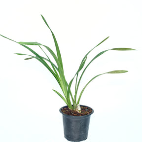 "Cymbidium Green Zenith 'Machteld' Orchid - Serene Beauty and Natural Elegance for Your Home"