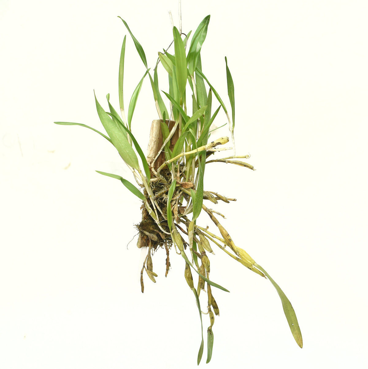 Dendrobium Macraei