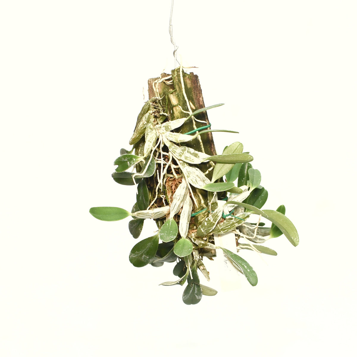 Transform your home into a botanical paradise with Dendrobium Jenkinsii Twisted orchids. Explore our collection today!