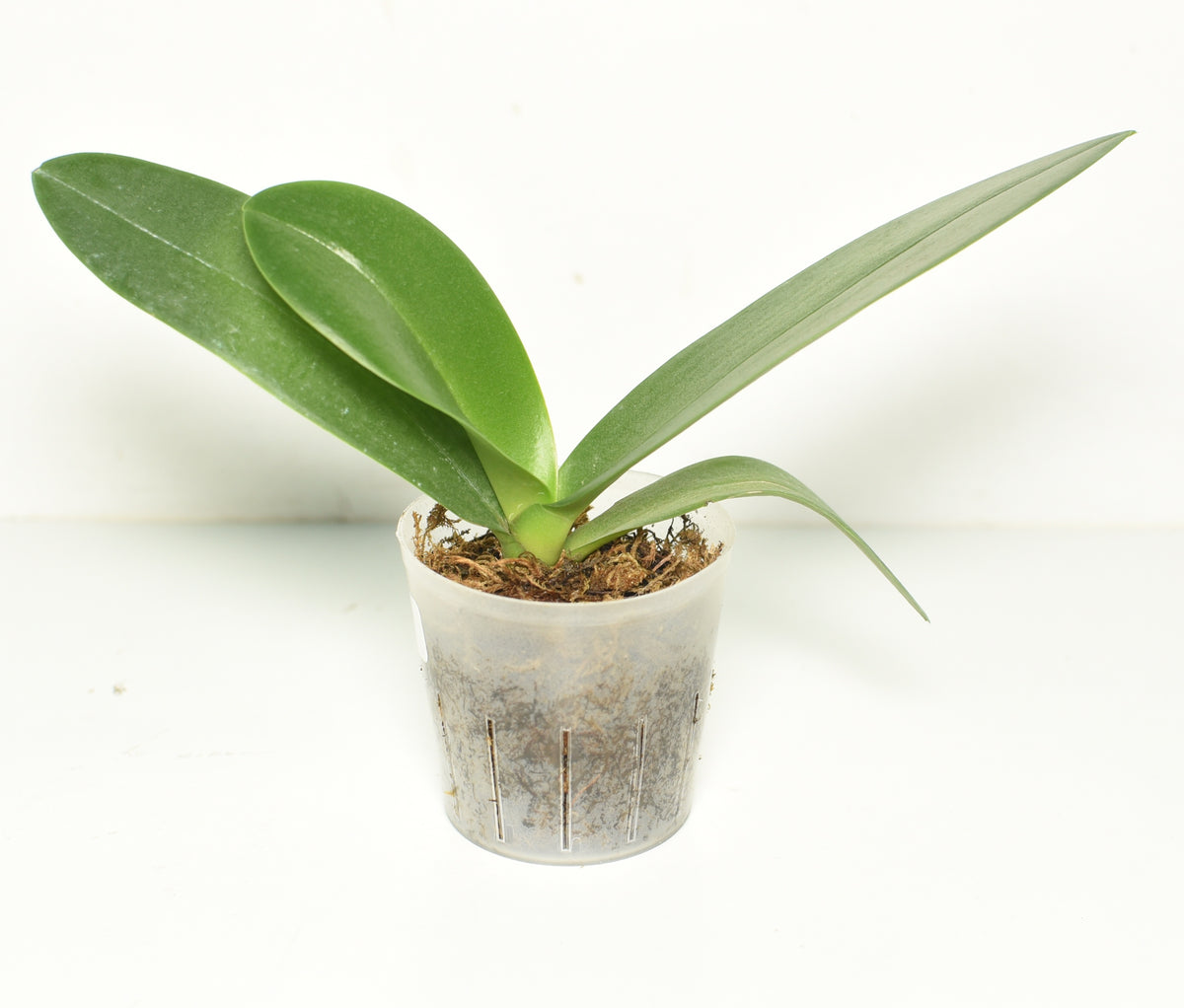 Phalaenopsis Papagayo