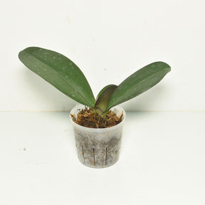 Phalaenopsis Echoes