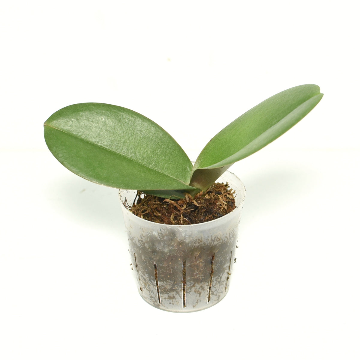 Phalaenopsis Xanadu