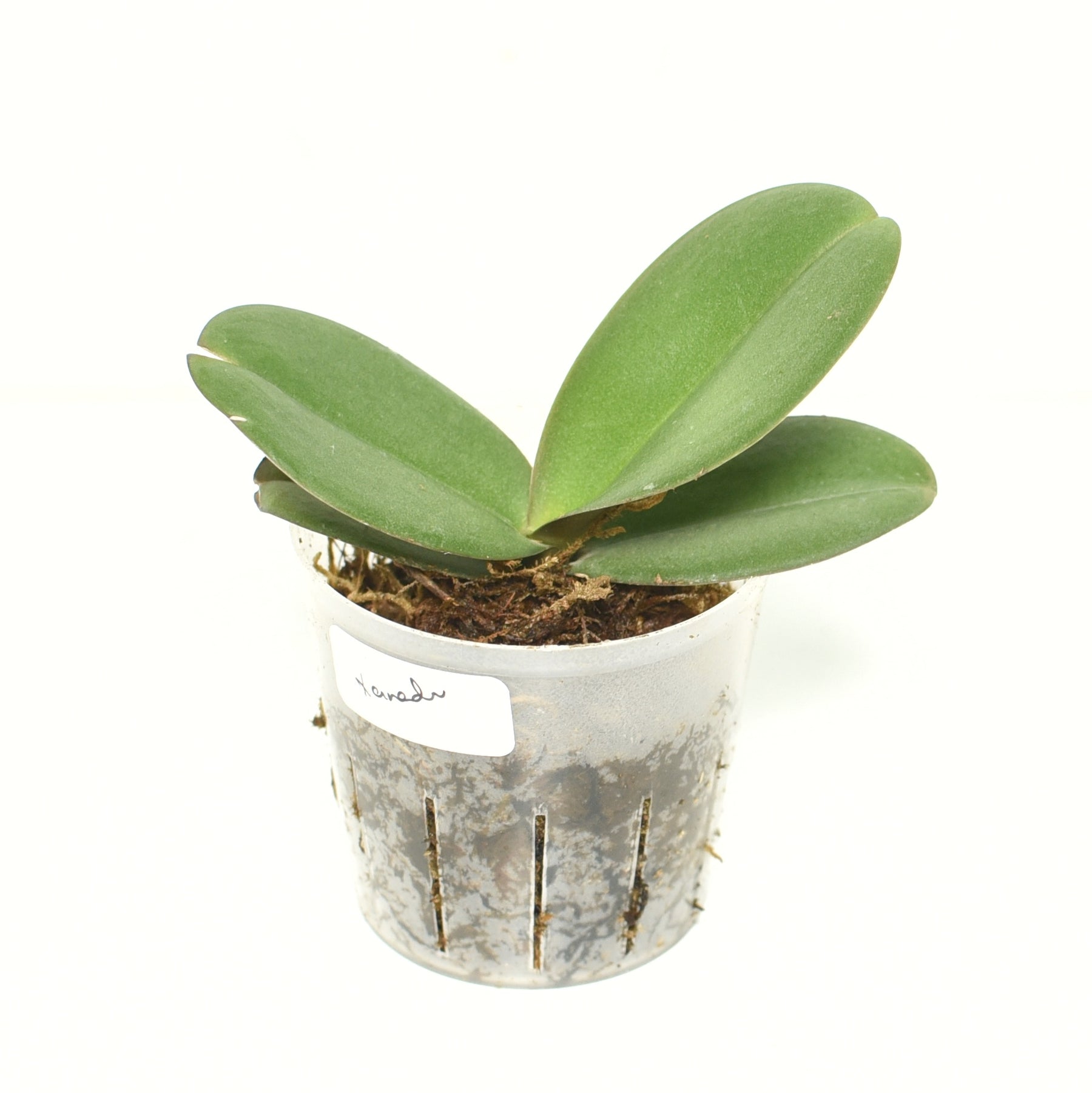 Phalaenopsis Xanadu