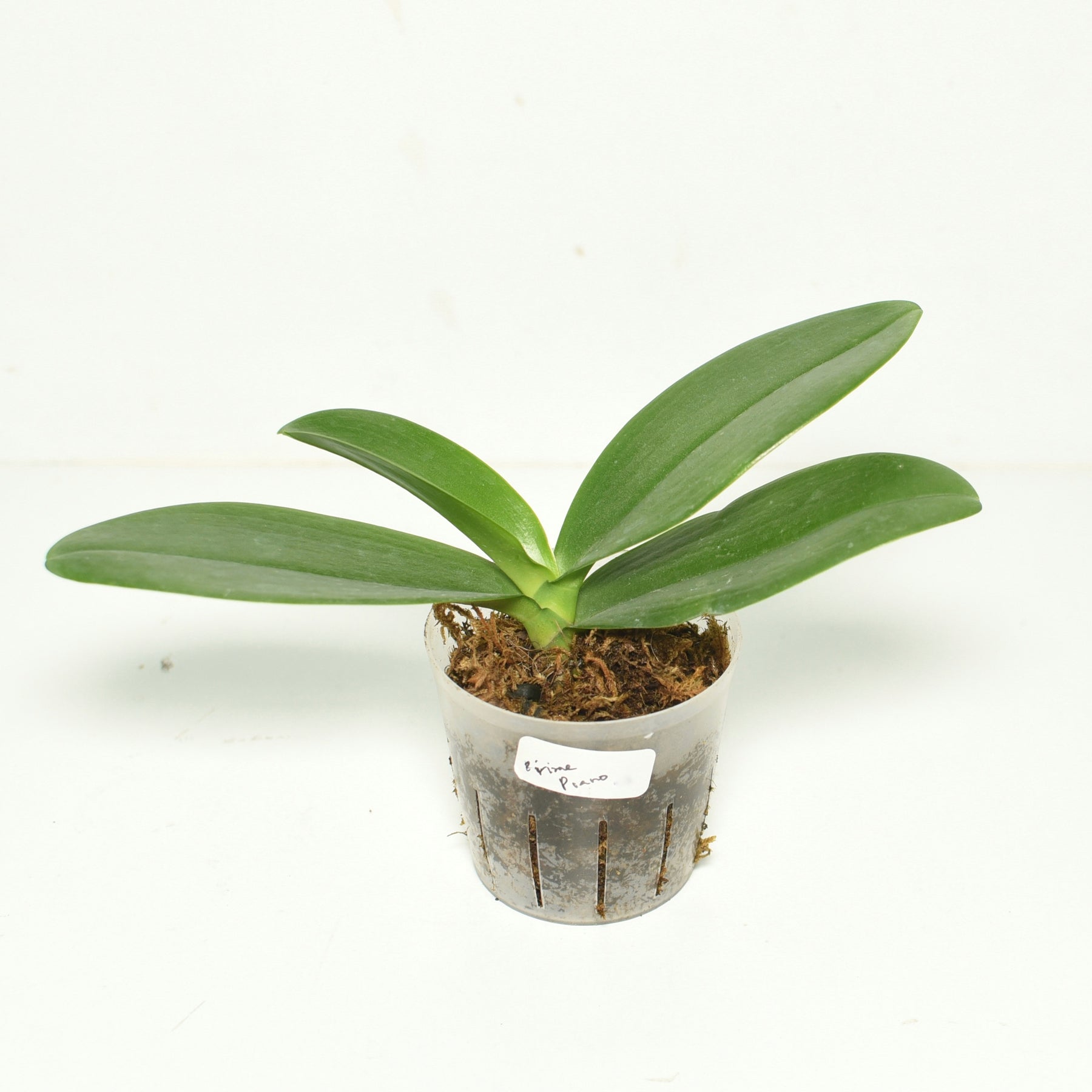 Phalaenopsis Prima Piano