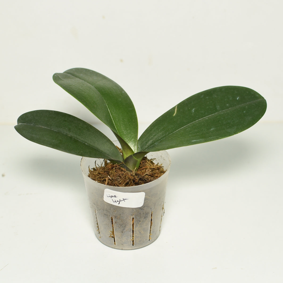 Phalaenopsis Limelight