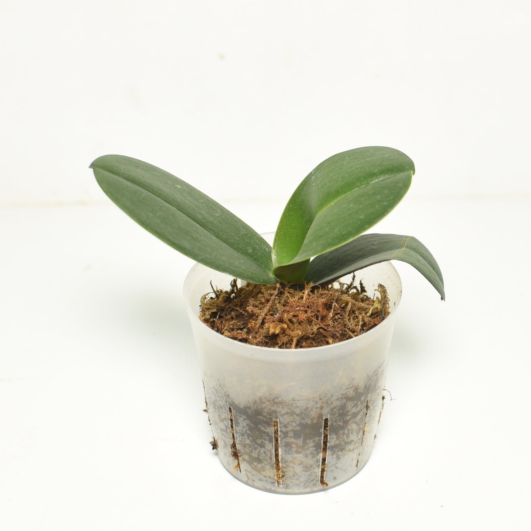 Phalaenopsis Limelight