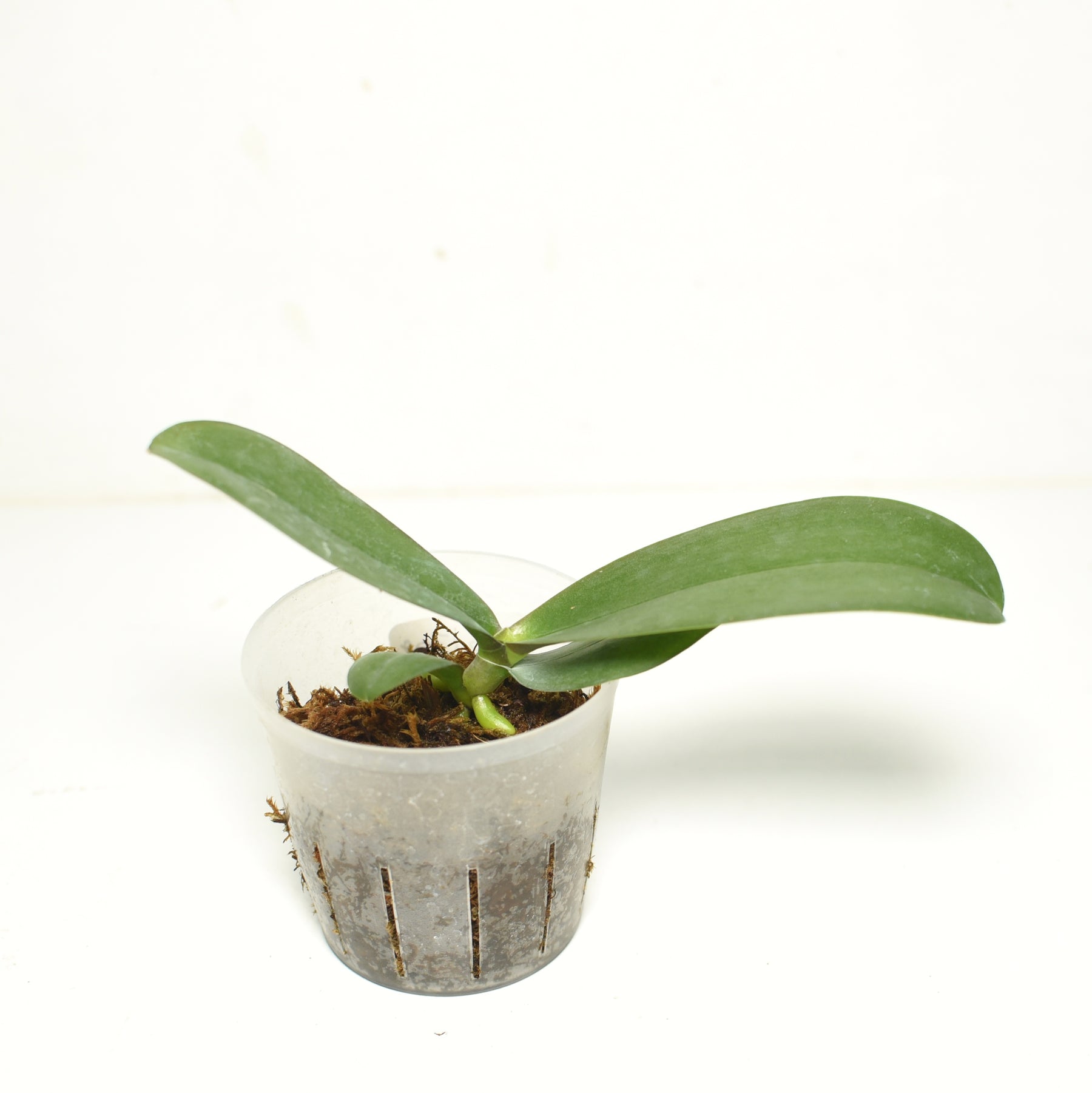 Phalaenopsis Miraflore