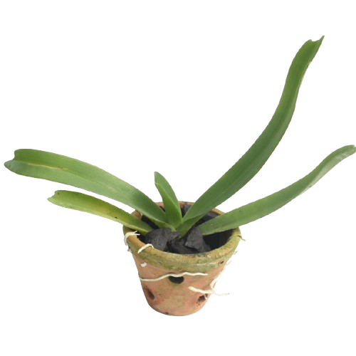 Rhynchostylis Gigantea 'Orange'