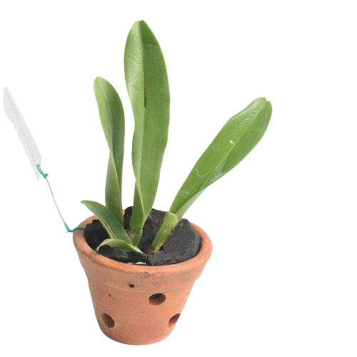 Brassolaeliocattleya Joao Antonio Nicole "velvet"