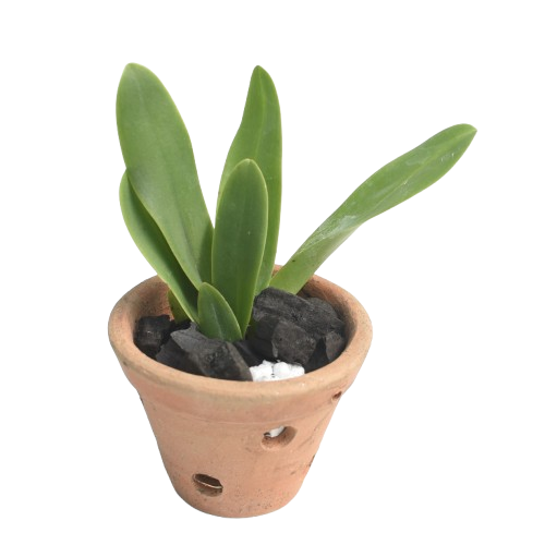 Rhyncholaeliocattleya Almakee 'Tip Malee'