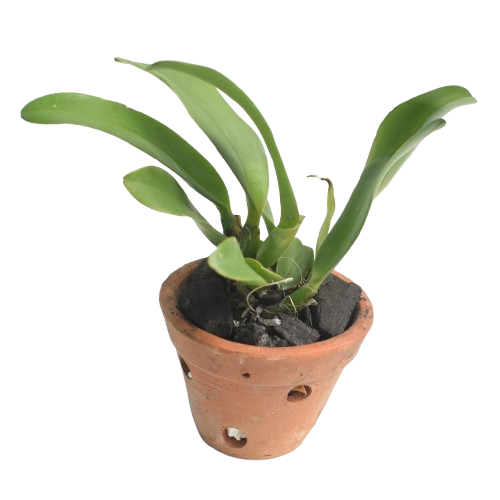 Tosapol Spot x aclandiae