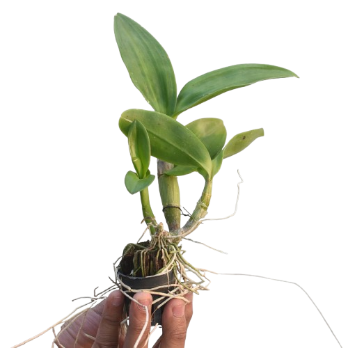 Dendrobium Burana Jade