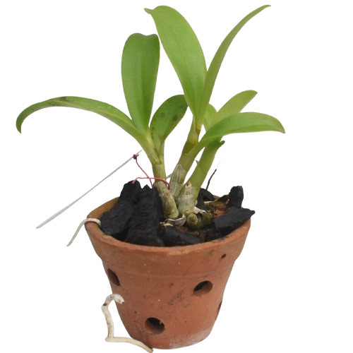 Dendrobium Nopporn Mutation