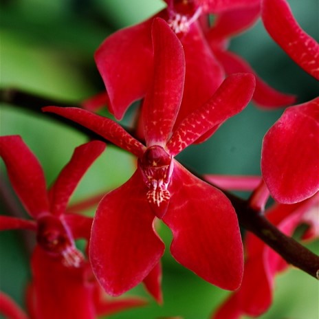 Renanthera (Azimah x Bangkok Flame)