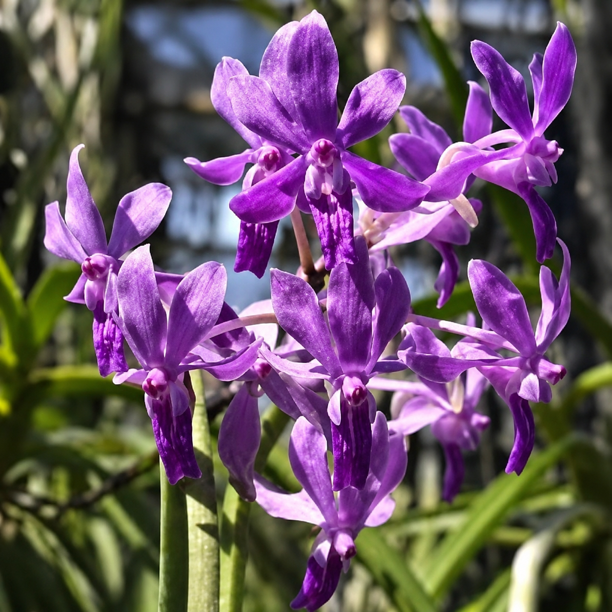 Lavender-purple flowers of Darwi. Charm Blue Star × Seiden. mitrata orchid featuring elegant violet petals and deep purple lips in bloom.