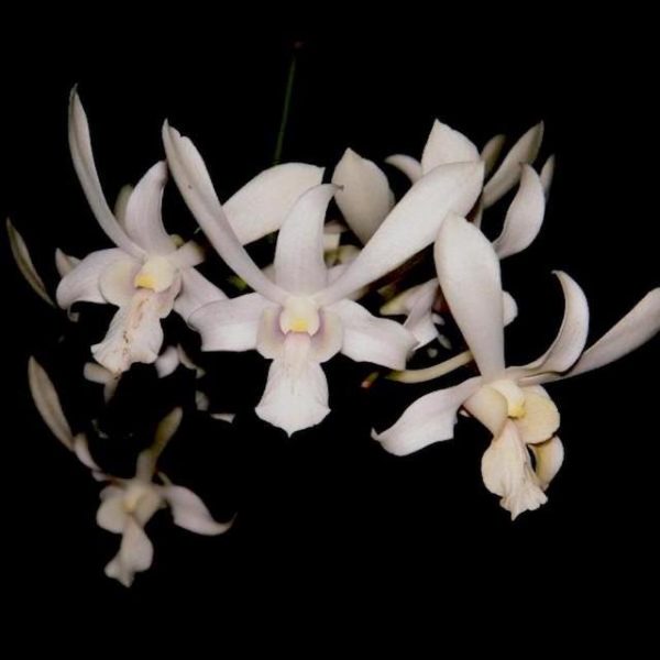 Dendrobium Rabbit White