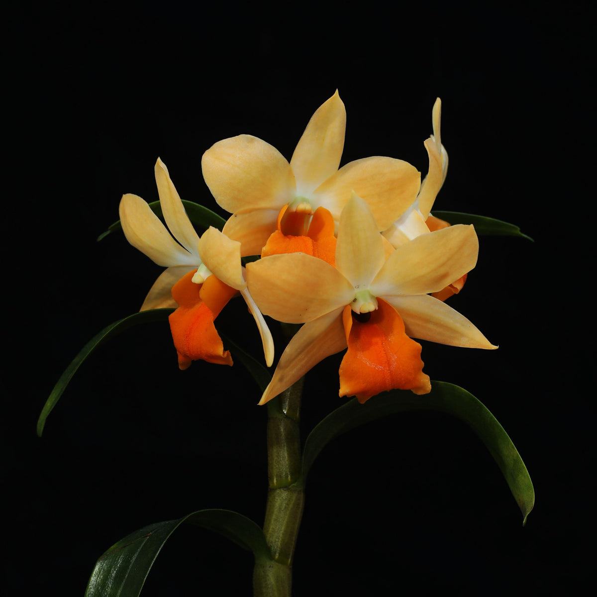 Our Dendrobium Sophia Ang boasts a delicate cascade of pristine white petals with a vibrant yellow center, creating a stunning visual contrast that's sure to captivate anyone's attention. 