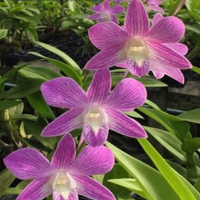 Dendrobium Thanida Pink Stripe x Hawaii Stripe 2 Orchid - Unique Pink Striped Blooms with Intricate Hawaii Stripe Patterns