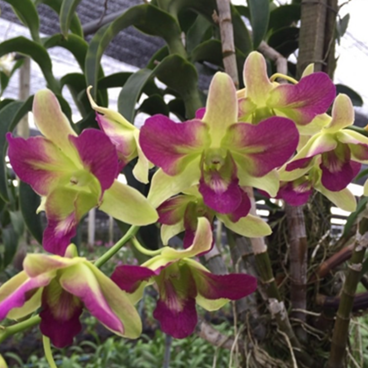 Dendrobium Areedang Pink Mutation orchid with greenish yellow petals and bright pink center, unique flowering orchid India