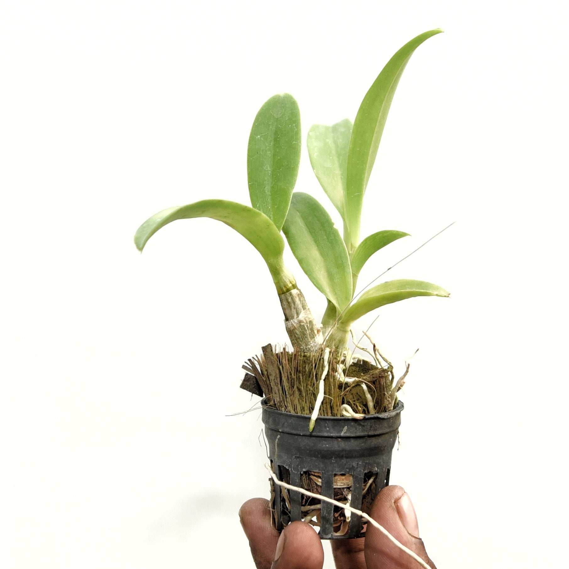 Healthy Dendrobium Betty Rose Red orchid plant in pot with green canes and leaves, indoor orchid plant India for home decor