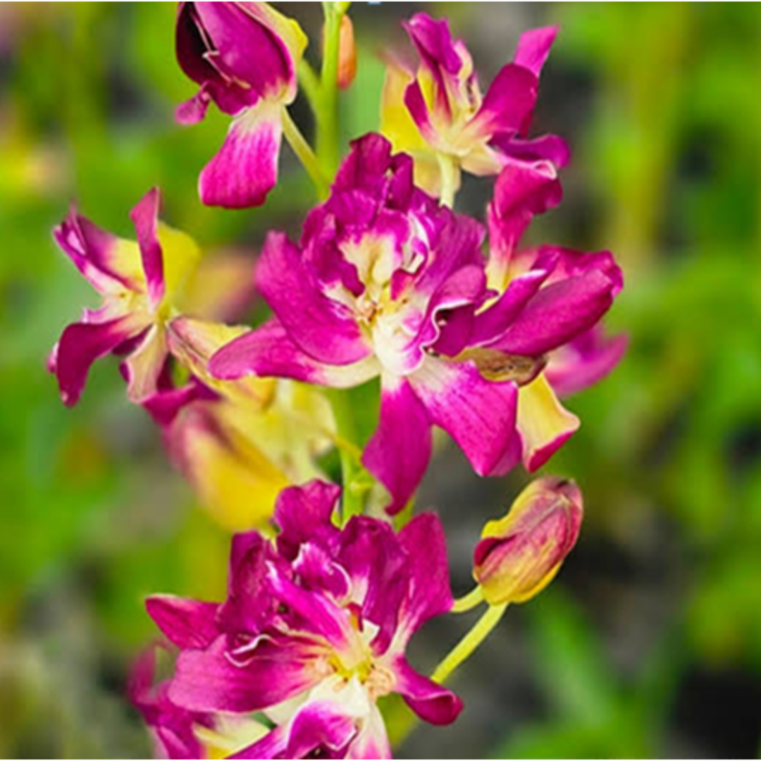 Vibrant Dendrobium Betty Rose Red orchid bloom with rich red petals and contrasting center, flowering orchid India