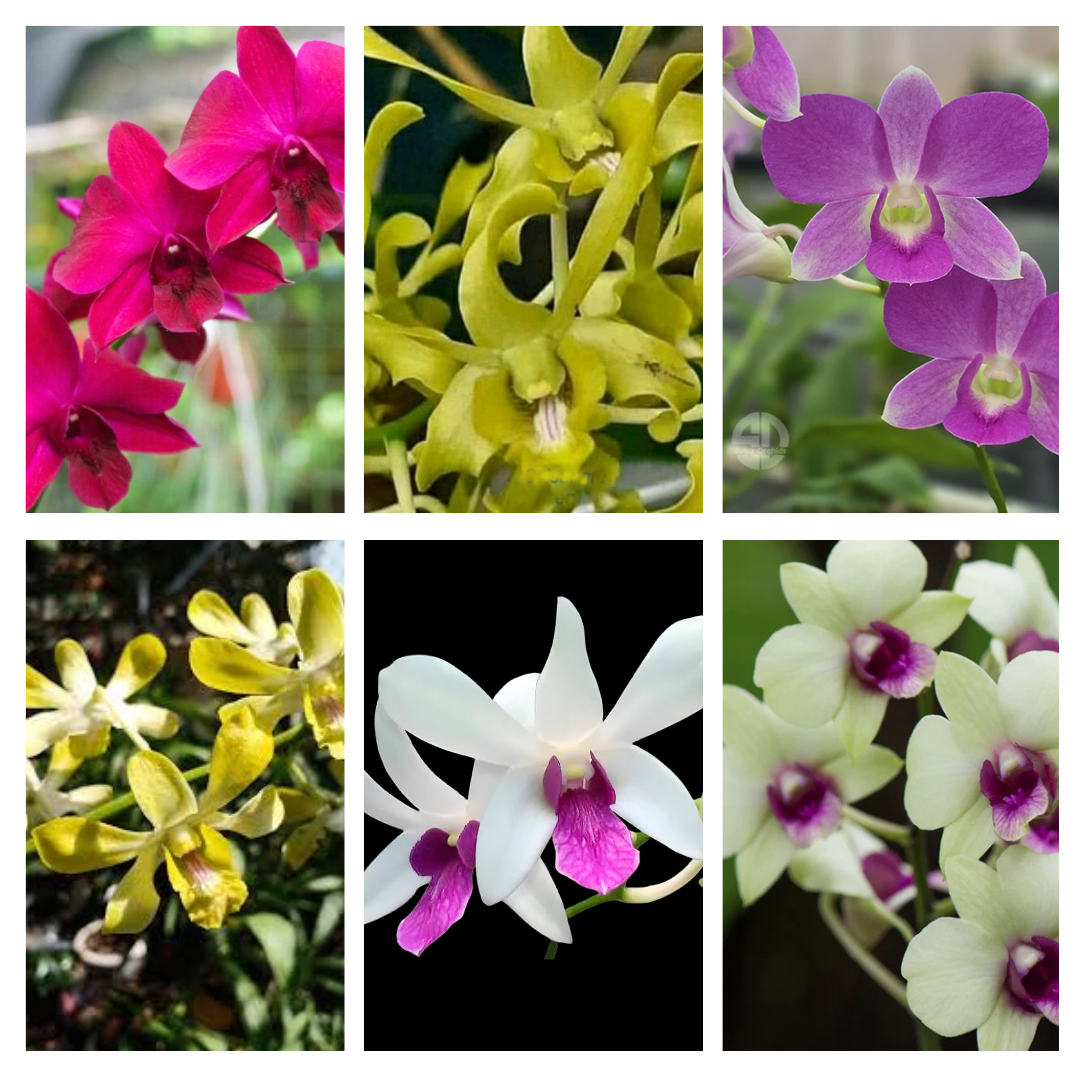 Assorted Dendrobium orchid flowers in multiple vibrant colours including purple, white, pink, yellow, and bi colour blooms showcasing the variety of flowering orchids customers may receive in the Dendrobium Blooming Combo Kit. Tropical flowering orchid hybrids ideal for indoor décor, balcony gardening, and orchid collections in India.