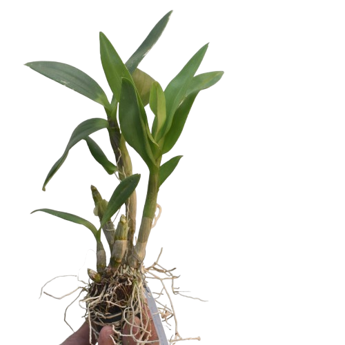 Dendrobium Burana Sunshine orchid plant  in a pot, healthy and beginner indoor orchid plant India for home decor